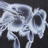 X-Ray Bee Graphic T-Shirt Newgew